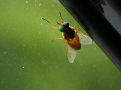 Silvius alpinus