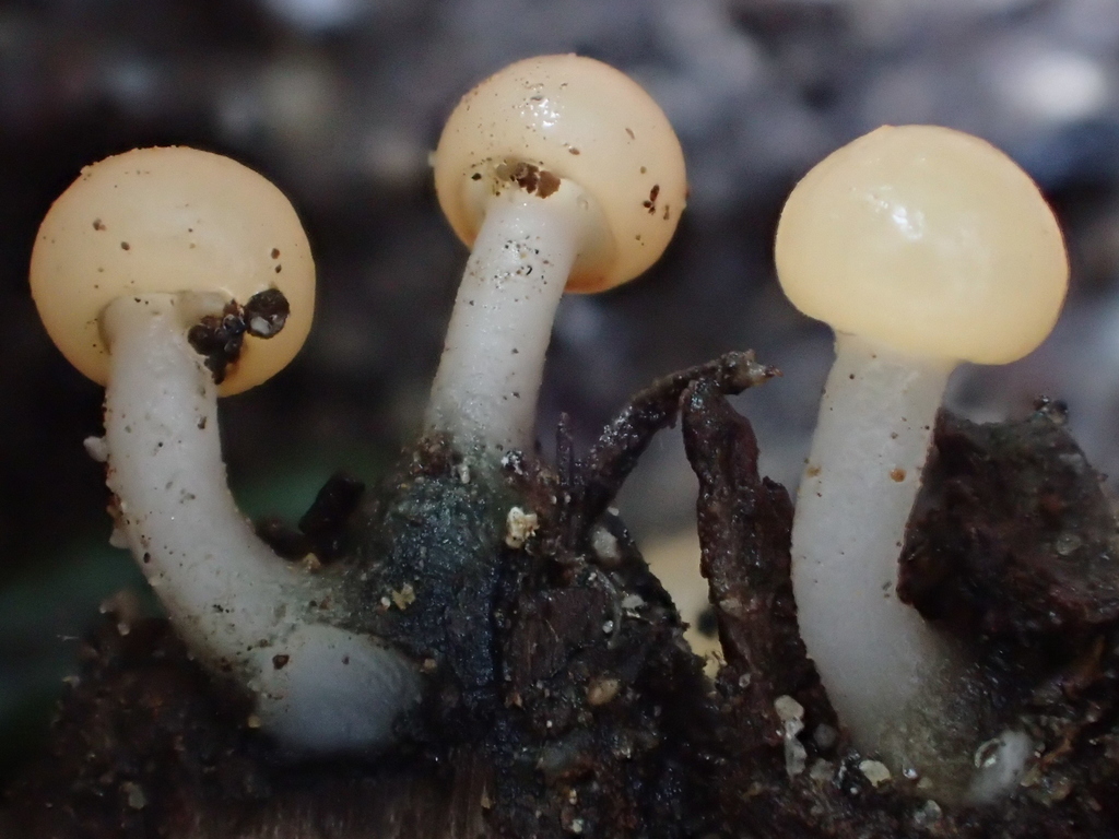 Water Club Mushroom Cup Fungi Helotiales Of The Pacific Northwest Inaturalist