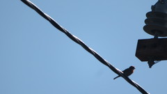 Haemorhous mexicanus