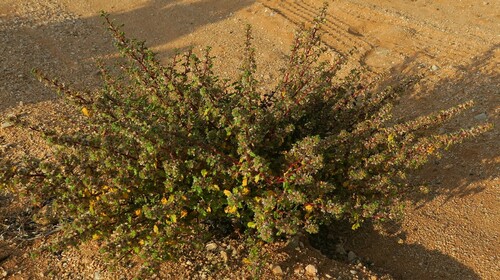 Image of Forsskaolea candida by no rights reserved