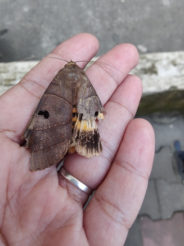 Yellow Underwing