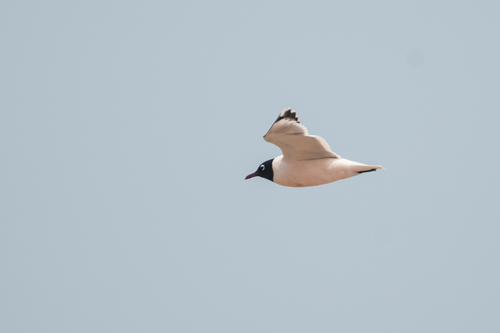 Franklin's Gull (Leucophaeus pipixcan)