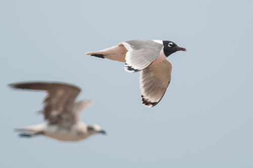 Franklin's Gull (Leucophaeus pipixcan)