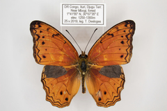 Lachnoptera anticlia