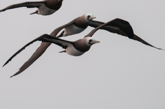 Sula leucogaster brewsteri