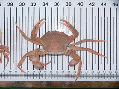 Liocarcinus depurator