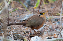 Morococcyx erythropygus