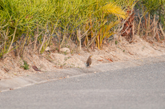 Morococcyx erythropygus