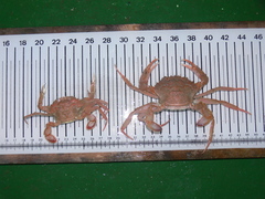 Liocarcinus depurator