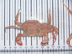 Liocarcinus depurator