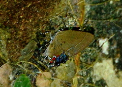 Calycopis isobeon