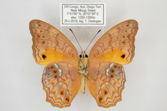 Lachnoptera anticlia