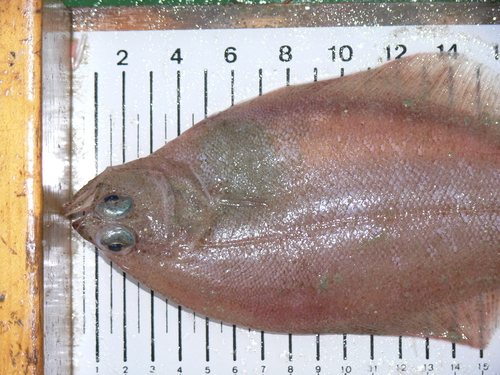 American Plaice