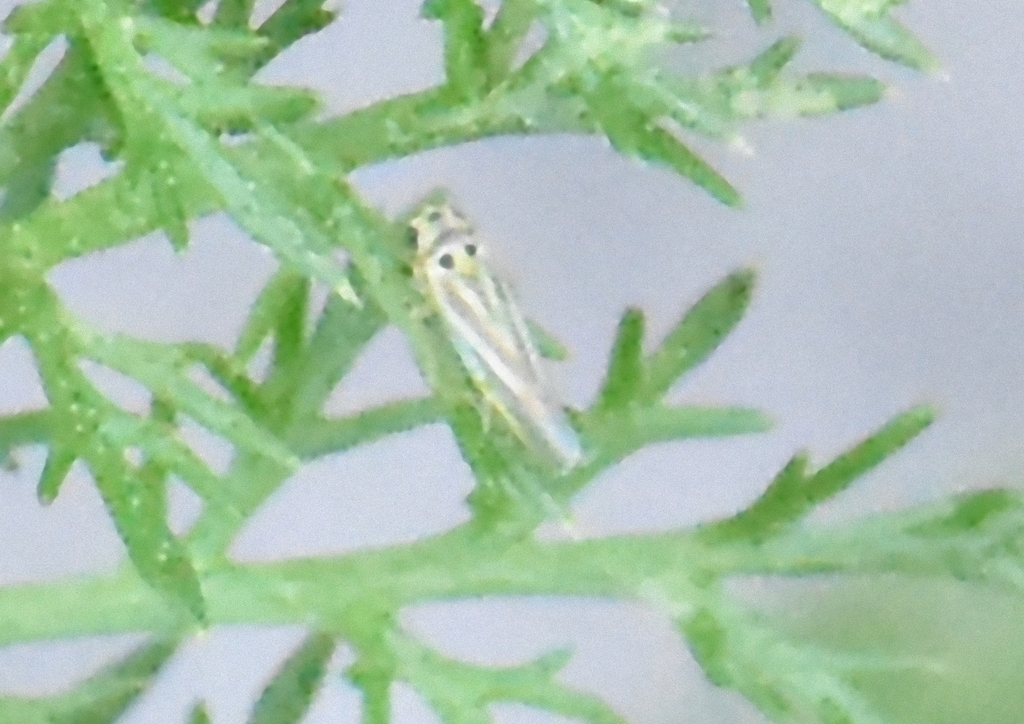 Eupteryx tenella, Groesbeek, Nederland, photo 1 of 10