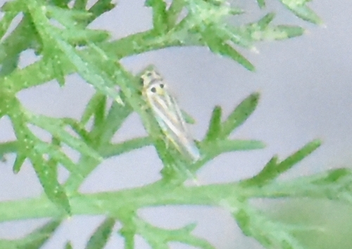 Eupteryx tenella