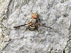 Idana marginata