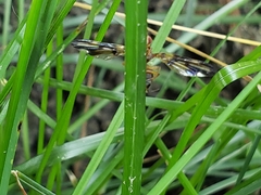 Idana marginata