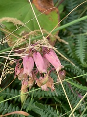 Dicentra formosa formosa