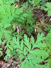 Dicentra formosa formosa