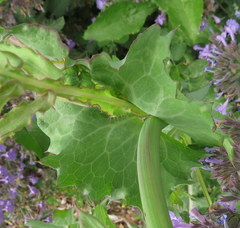 Sonchus asper