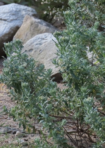 Image of Helichrysum dasyanthum by (c) Adele SL, some rights reserved (CC BY)