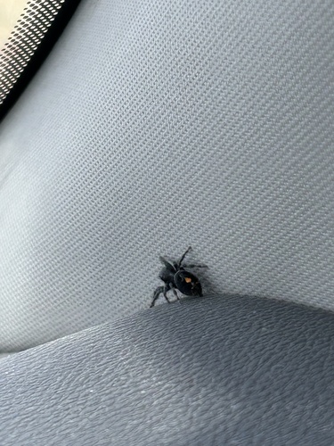 Bold Jumping Spider