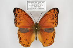 Lachnoptera anticlia