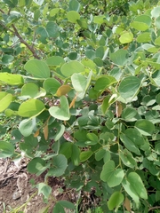 Piliostigma thonningii