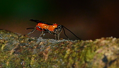 Rogadinae