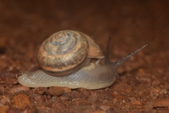 Ariophantidae