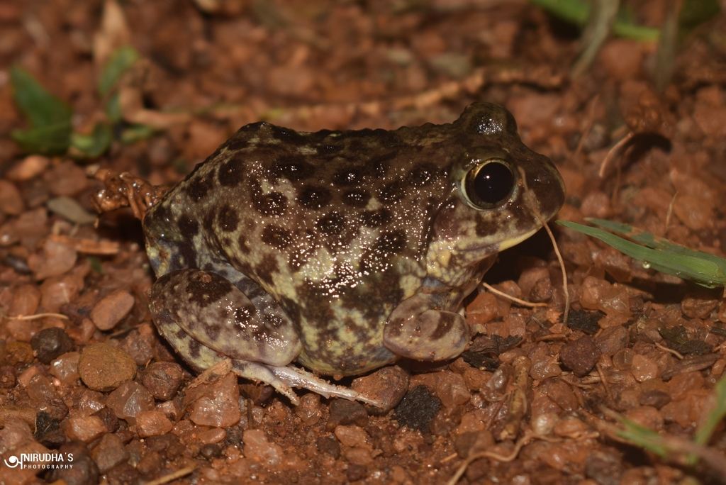 Marble Sand Frog