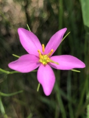 Sabatia campanulata
