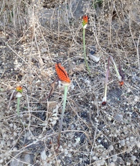 Arum palaestinum