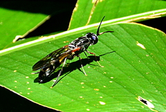 Hermetia pulchra