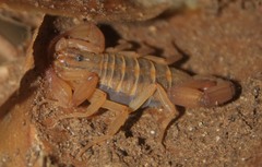 Centruroides insularis