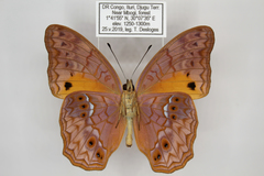 Lachnoptera anticlia