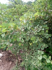 Piliostigma thonningii