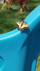 Papilio glaucus