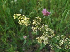 Galium × pomeranicum