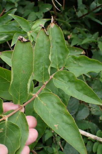 Deutzia scabra