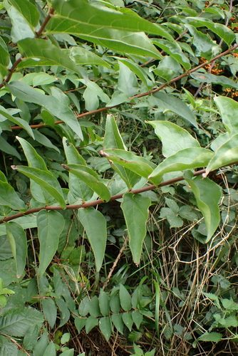 Image of Deutzia scabra by no rights reserved