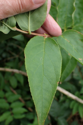 Deutzia scabra