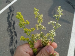 Galium × pomeranicum