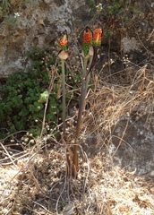 Arum palaestinum