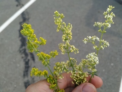 Galium × pomeranicum