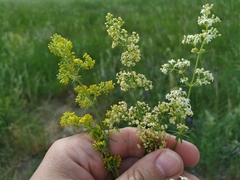 Galium × pomeranicum