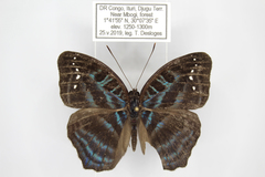 Cynandra opis bernardii