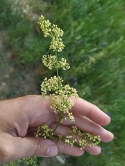 Galium × pomeranicum