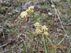 Lomatium simplex