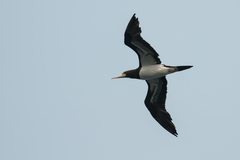 Sula leucogaster brewsteri